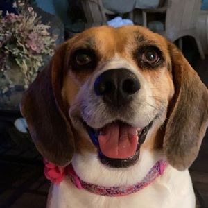 Meet your Posher, Josh